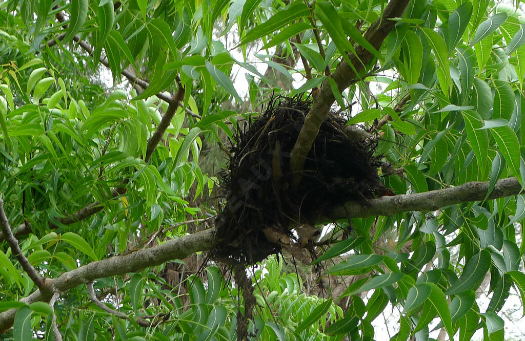 African Thrush, Reproduction-nesting