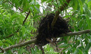 African Thrush