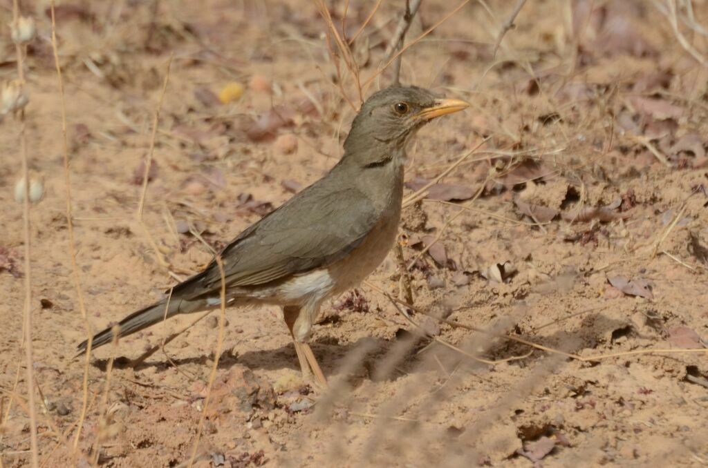 African Thrushadult, identification