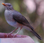 African Thrush