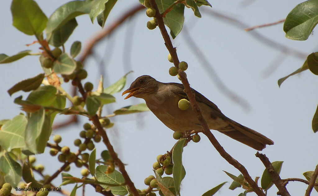 Merle africainadulte