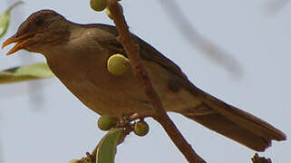 African Thrush