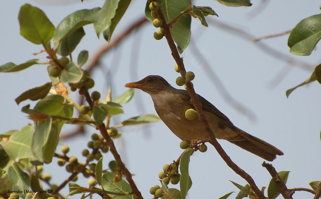 Merle africainadulte