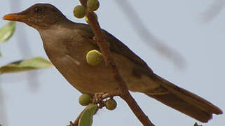 African Thrush