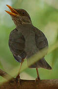 African Thrush