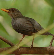 African Thrush