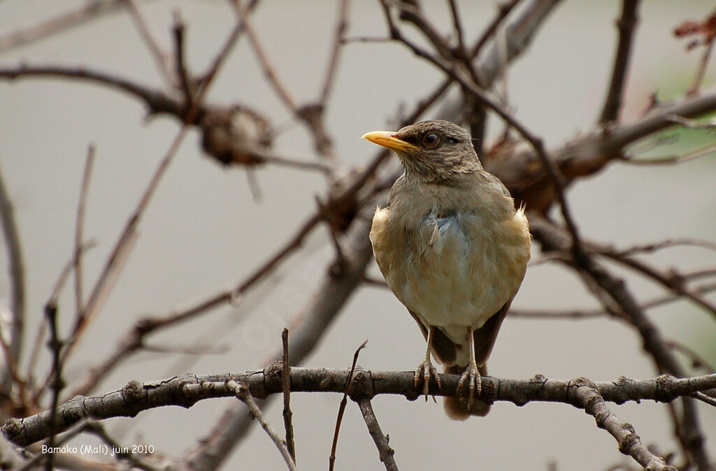 Merle africainadulte, identification