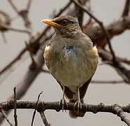 African Thrush