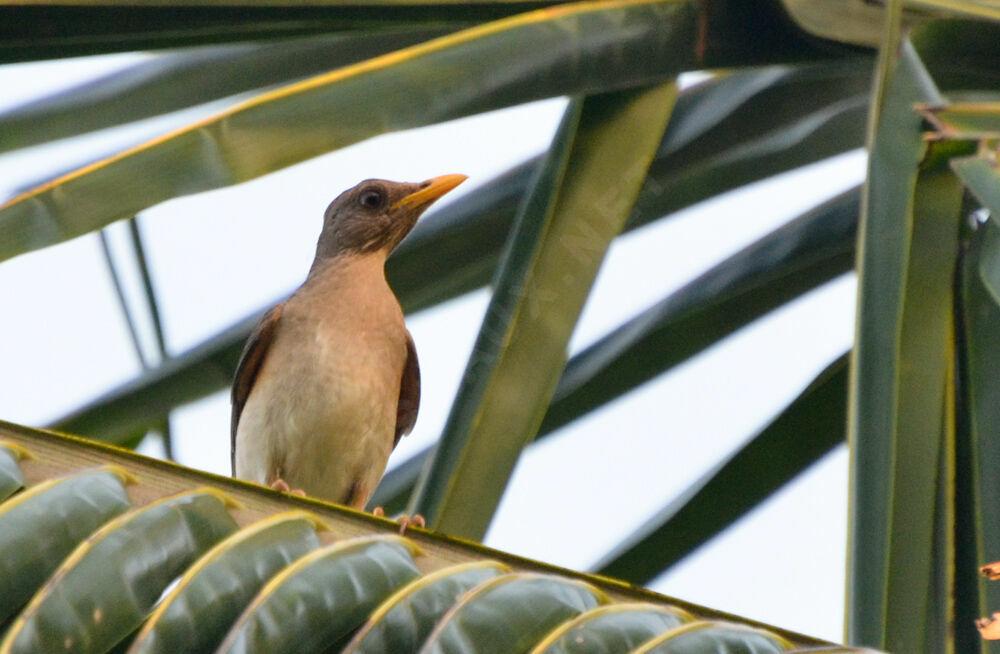 Merle africainadulte