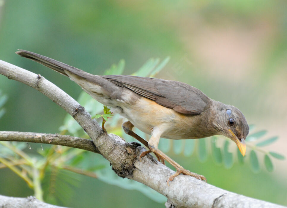 African Thrushadult, identification