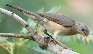 African Thrush