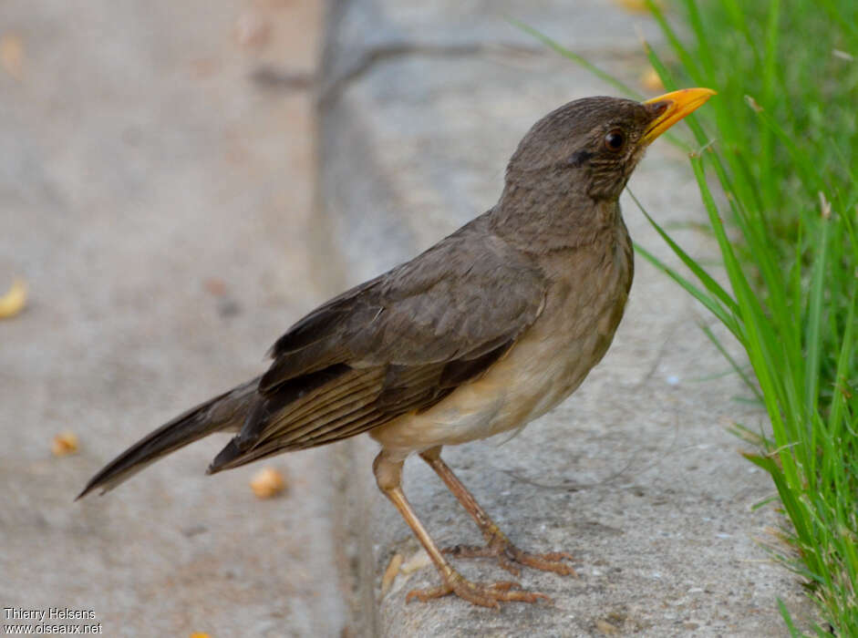 African Thrushadult, identification