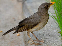 African Thrush