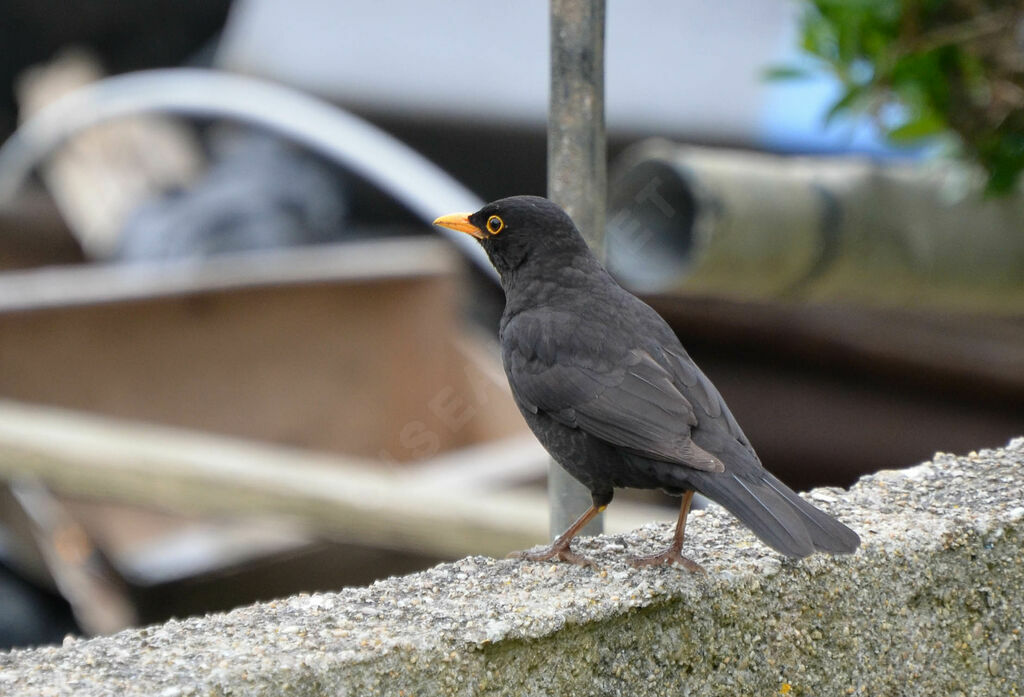 Common Blackbird male adult