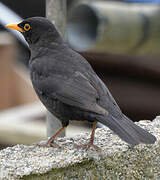 Common Blackbird