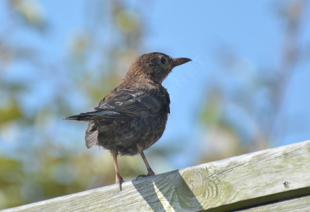 Common Blackbirdjuvenile