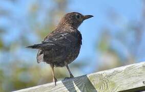 Common Blackbird