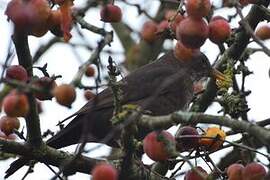 Common Blackbird