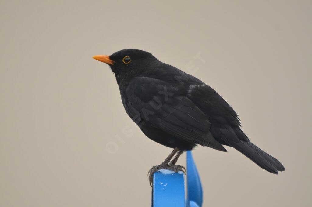 Common Blackbird male adult, identification