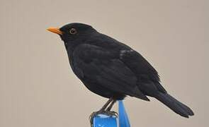 Common Blackbird