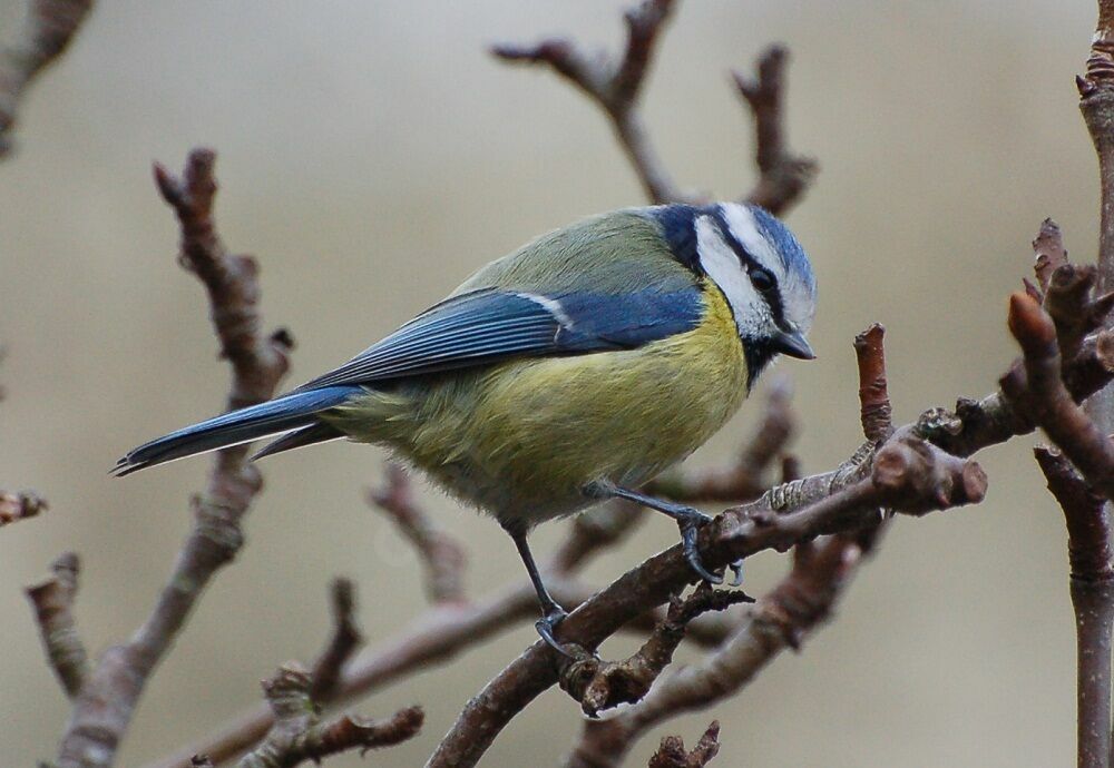 Mésange bleueadulte