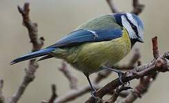 Mésange bleue