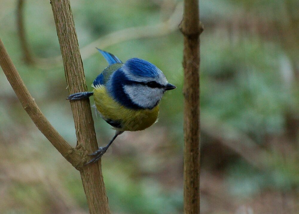 Mésange bleueadulte