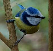 Eurasian Blue Tit