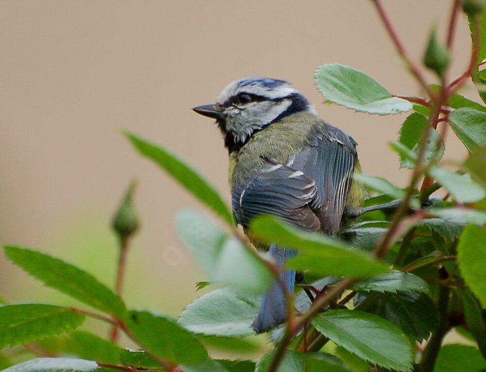 Mésange bleueadulte