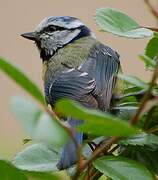 Eurasian Blue Tit