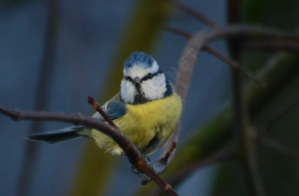 Eurasian Blue Tit