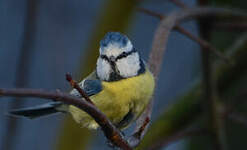 Mésange bleue