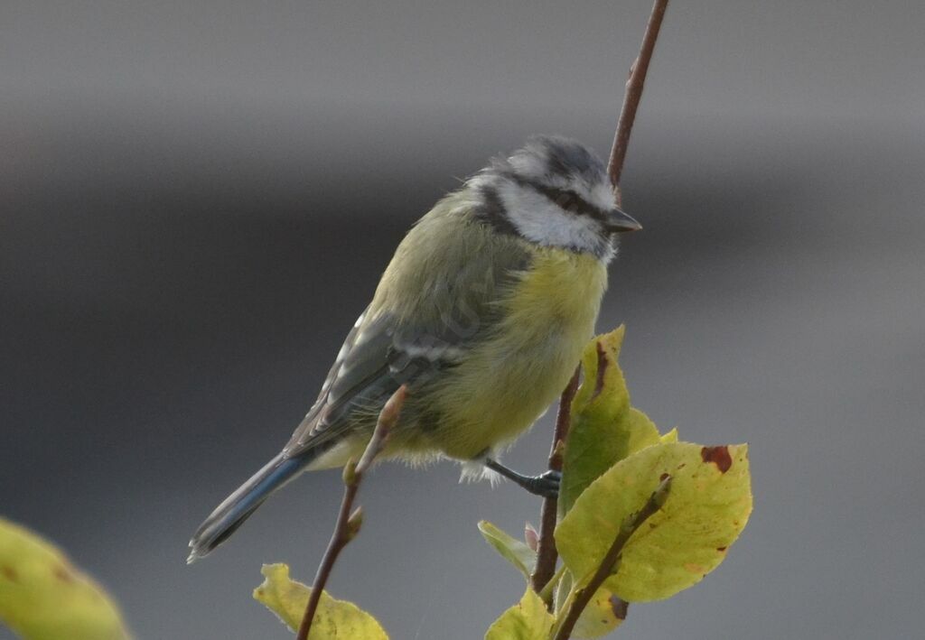 Eurasian Blue Titimmature