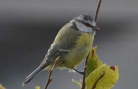 Eurasian Blue Tit