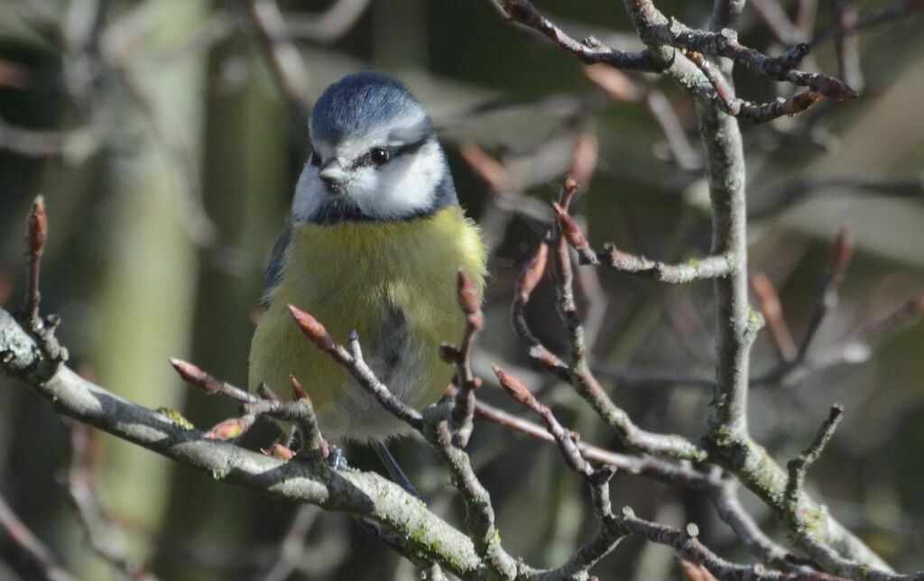 Eurasian Blue Titadult, identification