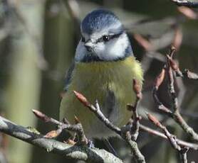 Mésange bleue