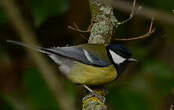 Mésange charbonnière