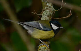 Great Tit