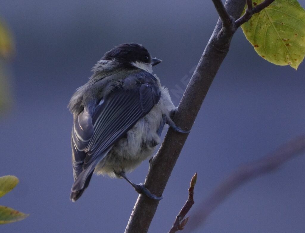 Great Tit