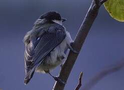 Great Tit