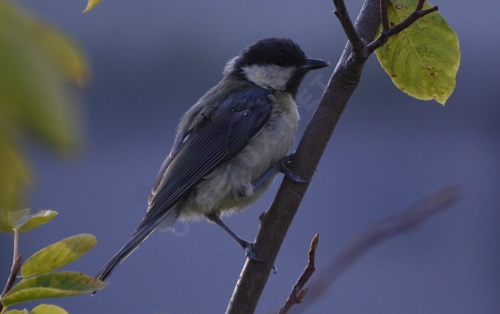 Great Tit