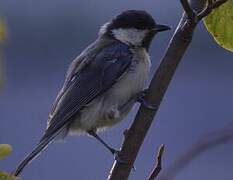 Great Tit