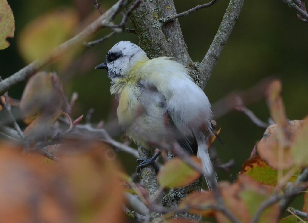 Mésange charbonnièreadulte, pigmentation