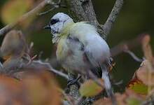 Mésange charbonnière