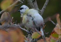 Mésange charbonnière