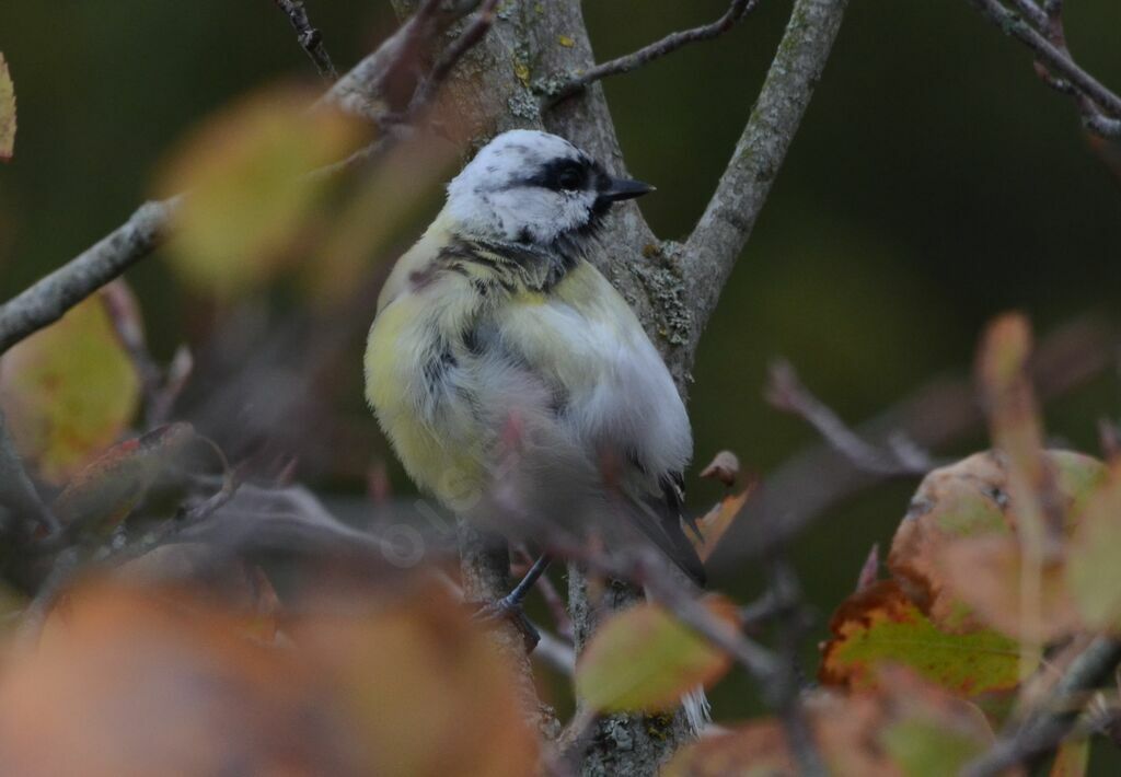 Mésange charbonnière