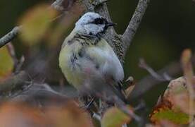 Great Tit