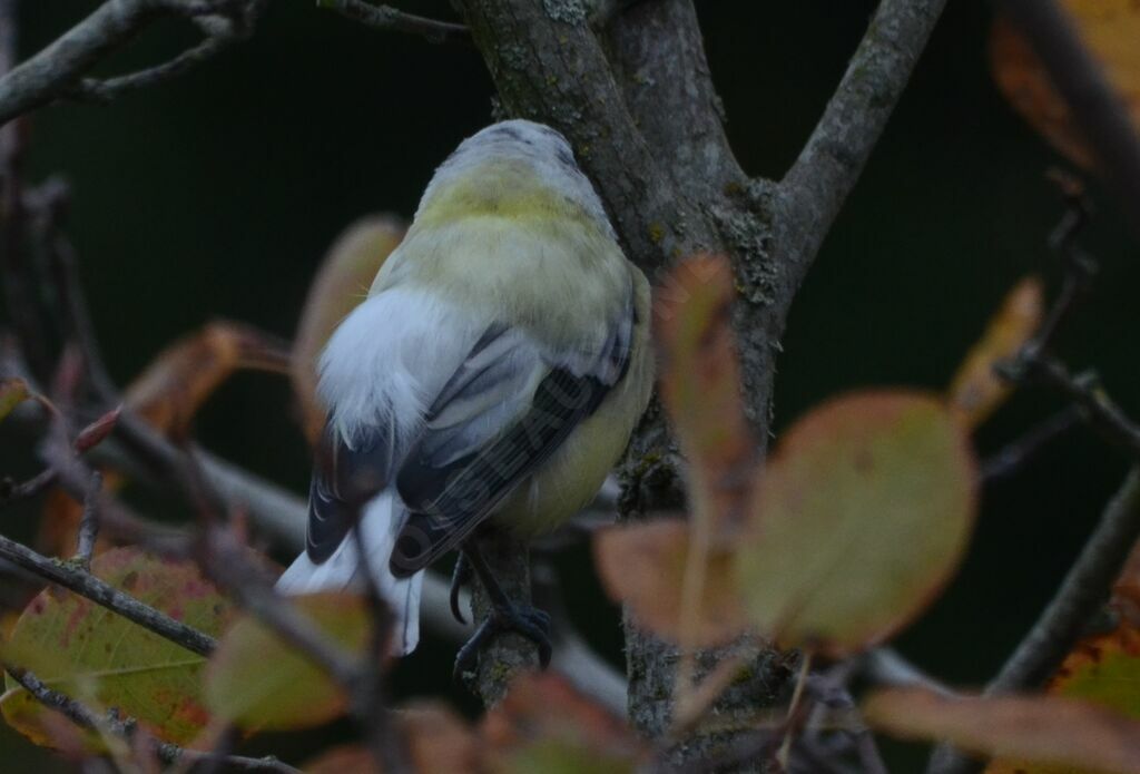 Great Tit