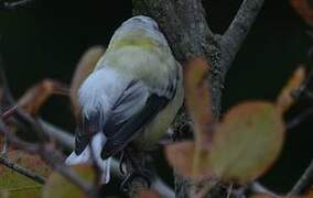 Mésange charbonnière