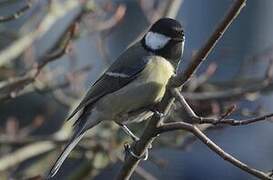 Great Tit